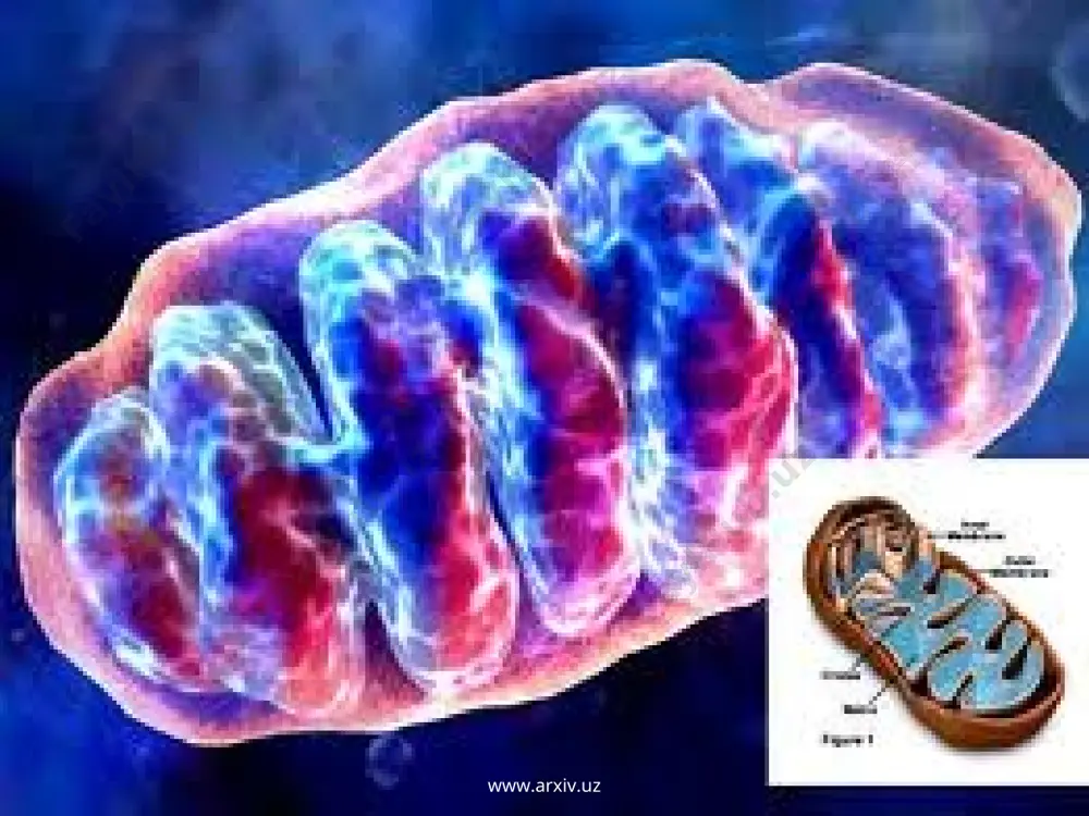 mitoxodriya va plastidalarning avtonomligi - Page 4