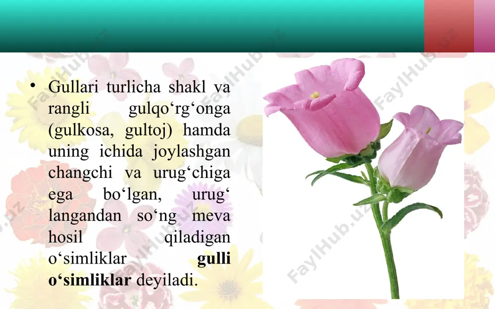 o‘simliklar dunyosi ning ajoyib vakillaridir. gulning tashqi qavati, odatda, yashil rangli gulkosacha- barglar bilan o‘ralgan bo‘ladi. ulardan so‘ng rangli gultojbarglar joylashadi. gulning o‘rta qismida changchilar, markazida esa urug‘chi joylashadi. gulli o‘simliklarning xilma-xilligi ekologik sharoitning o‘zgarishi bilan bog‘liq. ular million yillar mobaynida o‘zgarib, yangi muhitga, sharoitga moslasha borgan. sharoit o‘zgarishi bilan o‘simliklarda yangi muhitga xos belgilar paydo bo‘lgan va bu belgilar vaqt o‘tishi bilan sekin-asta mustahkamlangan (irsiylashgan). natijada maxsus sharoitlarga moslashgan yangi o‘simliklar (turlar, turkumlar, oilalar) paydo bo‘lgan. yangi sharoitga moslasha olmagan o‘simliklar yo‘qolib ketgan. bundan 140 million yillar ilgari urug‘li qirqquloqlarning shu davrgacha saqlanib kelgan vakillaridan gulli o‘simliklar paydo bo‘lgan. savol va topshiriqlar barcha gulli o‘simliklar uchun xos bo‘lgan belgilar nimalardan iborat? gulli o‘simliklarning qanday organlari bor? gulli o‘simliklar nima uchun xilma-xil bo‘ladi? bu o‘simliklar qanday sharoitlarda o‘sishga moslashgan? birorta gulli o‘simlikning umumiy tuzilishi bilan tanis hib chiqing. uni boshqasi bilan solishtirib ko‘ring. farqini ayting. gullamaydigan o‘simlik guruhlari haqida ma’lumot …