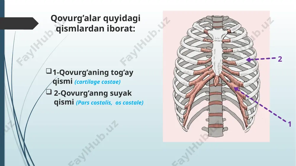 qovurg’alar va to’sh suyagi - Page 4