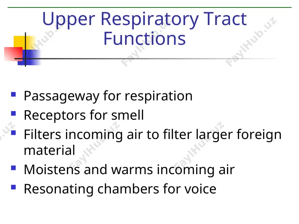 human respiratory system - Page 4