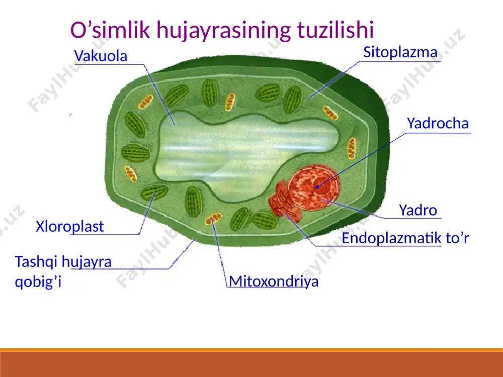 biologiya dars mavzusi - Page 3