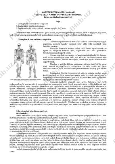 odamlar plastik anatomiyasini o'rganish — DOC