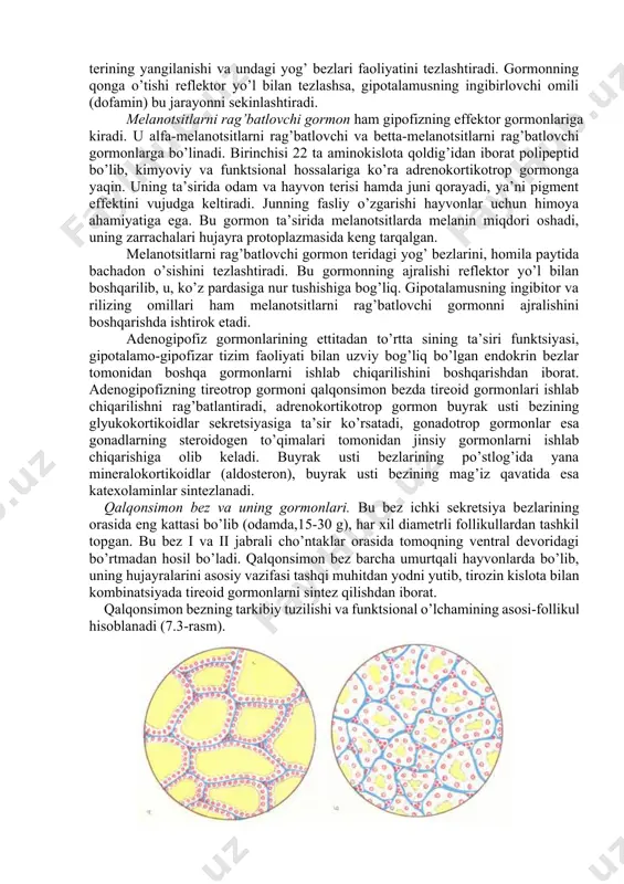 bu jarayonni susaytiradi. somatotropin sekretsiyasiga qonning kimyoviy tarkibi, xususan aminokislotalar, yog’ kislotasi va glyukozaning qondagi miqdori ta’sir qiladi. qonda glyukoza miqdori kamaysa, o’sish gormoni sekretsiyasi kuchayadi. gormonning qonga o’tishi stress holatlarda ham tezlashadi. prolaktin - oqsil gormon bo’lib, 198 aminokislota qoldiqlaridan tashkil topgan (uning miqdori erkak va ayollarda 2-15 mkgl atrofida bo’lib, homilador ayollarda 300 mkgl ga etadi). prolaktin sut bezlari o’sishini va sut ishlab chiqarilishini, sut oqsillari va boshqa tarkibiy qismlarning sintezlanishini tezlashtiradi. kalamushlarda prolaktin lyuteotrop (sariq tana faolligini saqlash) ta’sir ham ko’rsatadi. agar balog’atga etmagan, yosh urg’ochi hayvonlarga prolaktin yuborilsa, ularda onalik instinkti paydo bo’ladi. gipotalamik markazlar prolaktin sekretsiyasini reflektor yo’l bilan kuchaytiradi. ushbu refleks, bola sut emgan vaqtida sut bezlari so’rg’ichidagi retseptorlar qo’zg’alishi natijasida amalga oshadi. sut sog’ish ham qonda prolaktin miqdorini oshiradi. prolaktin suv-tuz va yog’ almashinuviga ham ta’sir qiladi, terining yangilanishi va undagi yog’ bezlari faoliyatini tezlashtiradi. gormonning qonga o’tishi reflektor yo’l bilan tezlashsa, gipotalamusning …