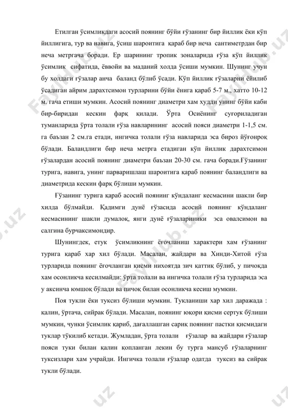 али ғўза навларида поя асосан бир қаватли тукланади, жайдари ғўзалар пояси икки қаватли тукланади. асосий поянинг ранги яшил тусдан тўқ қизил тусгача бўлиб, қорамтир тўқ қизил, қизғиш бинафша ва оч қизғиш рангда товланади. поянинг қизил бўлиши эпидермис хужайраларидаги антоцион моддалар миқдорига боғлиқ. поя қанчалик сертук ва сербарг бўлса антоцион ранг шунчалик нурсиз бўлади. поянинг илдиз бўғзидан дастлабки бир нечта бўғим оралиғигача пўкак тўқима билан қопланади ва жигар рангда бўлади. жайдари ғўза илдиз бўғизида шиш бўлиб, уни «илдиз бўғзи раки» деб юритилади. поянинг ривожланиши ғўзада асосий поянинг ривожланиши учун чигитнинг муртак илдизи тупроққа бир оз қадалгандан кейин уруғбарг ости тирсаги (гипокотиль) нинг ўсиши билан бошланади. унинг юқори қисми билан уруғ ичидаги уруғбаргига туташган уруғпалла ости тирсаги ўсиши жараёнида ёйсимон эгилиб, остидаги тупроқ қаватини суради. кейин уруғпалла ости тирсаги ўсишда давом этиб ёйилган чигит пўсти ичидан ўса бошлаган уруғпаллани чиқаради, шундан кейин ўзи аста секин тўғриланади ва уруғпаллани ер бетига олиб чиқади. …