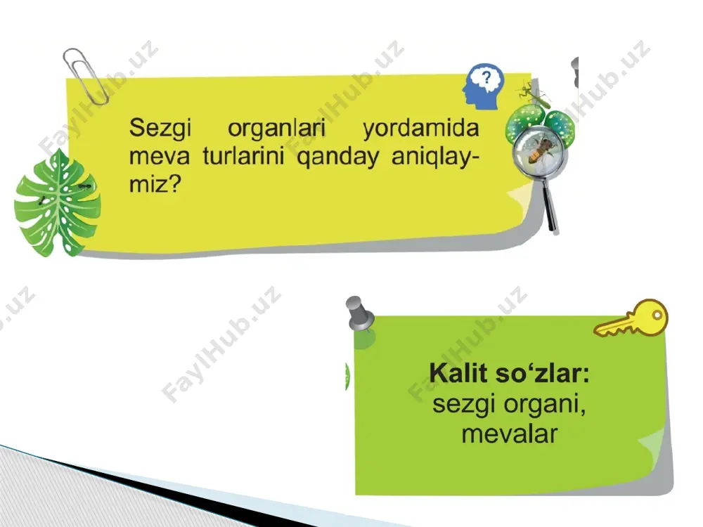sezgi organlari yordamida mevalarni o‘rganamiz - Page 3