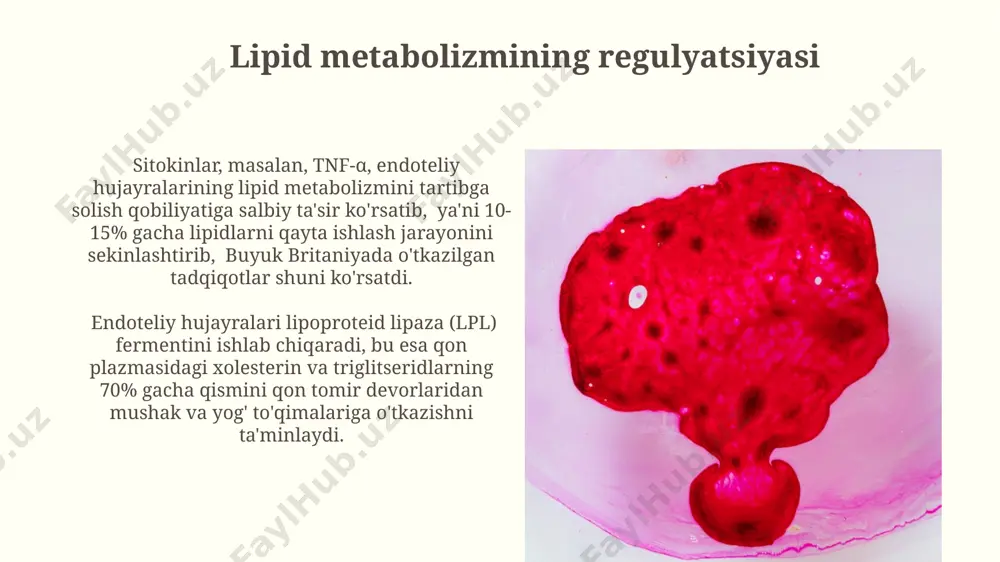 mavjud tomirlardan yangi tomirlar oʻsishini, vazogenez esa butunlay yangi qon tomirlarining shakllanishini, masalan, organogenez jarayonida 1000 dan ortiq hujayralar ishtirokida taʼminlaydi. sitokinlar va xemoattractantlarning ishlab chiqarilishi yuqori qon bosimi (gipertenziya) sharoitida, angliya tadqiqotchilari ma'lumotlariga ko'ra, endoteliy hujayralari angiotensin ii ta'sirida 15% ga ko'proq il-8 kabi yallig'lanish xemoattractantlarini ishlab chiqaradi, bu esa leykotsitlar migratsiyasini kuchaytiradi. endoteliy disfunksiyasi sharoitida, masalan, chekish ta'sirida, 10 dan ortiq turdagi pro-yallig'lanish sitokinlari va xemoattractantlari, shu jumladan il-6 va cxcl8, qon tomir devorida haddan tashqari ko'payib, tokio universiteti tadqiqotlariga ko'ra, ateroskleroz rivojlanishini tezlashtiradi. endotelin-1 ning sintezi endotelin-1 sintezi asosan qon tomir devorlaridagi endotelial hujayralar tomonidan, ayniqsa, 5-10 nm konsentrasiyasida, trombin va angiotenzin ii ta'sirida amalga oshiriladi. endotelin-1 sintezi jarayonini inhibe qiluvchi dori vositalari, masalan, bosentan, pulmoner arteriya gipertenziyasini davolashda, ayniqsa, evropa va shimoliy amerikada keng qo'llaniladi. e'tiboringiz uchun rahmat @taqdimot_robot image2.jpg image3.jpg image4.jpg image5.jpg image6.jpg image7.jpg image8.jpg image9.jpg image10.jpg image11.jpg image12.jpg image13.jpg image14.jpg image15.jpg image16.jpg image17.jpg