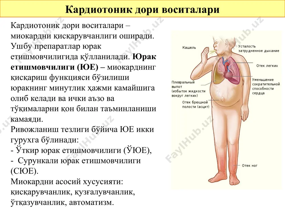 * – атриовентрикуляр тугундаги ўтқазувчанлиги камайиши, миокарднинг синусли тугунидан қузғалишни ўтқазувчилигини сусайиши; г) мусбат батмотроп таъсир* – стимулларга жавобан миокардни қузғалувчанлигини ошиши. * - юрак гликозидларини кичик дозаларига хос; катта дозалар кардиомиоцитларни автоматизмини ошишига ва экстрасистолия ривожланади; миокарда қўзғалувчанлиги камаяди. юрак гликозидлари фармакодинамикаси 2. нокардиал таъсир: а) диурез ошиши – юракнинг дақиқалик ҳажми ошиши буйрак гемодинамикасини яхшилайди, альдостерон ҳосил бўлиши камаяди ва беморда мавжуд бўлган шиш синдроми бартараф этилади; б) қон томирлар спазми кўзатилиши мумкин, препарат томир ичига киритилганда томир силлиқ мушаклари α- адренорецепторлари стимуляцияси миотроп таъсир қилади ва қон босими ошади. буни олдини олиш учун препарата томир ичига жуда секин киритилади. юрак гликозидлари препаратларини стандартлаш юрак гликозидлари – бу ўсимликлардан олинган кучли таъсирга эга препаратлар, уларни фаоллиги ҳар хил, шунинг учун улар биологик стандартлашдан ўтади. бақалар билан бажарилган тажрибаларда юрак гликозидларини активлиги бақа таъсир бирлигида (бтб) улчанади. бтб –тажрибадаги бақани систола даврида юрак уришини тухтатадиган стандарт препаратни минимал дозаси. …