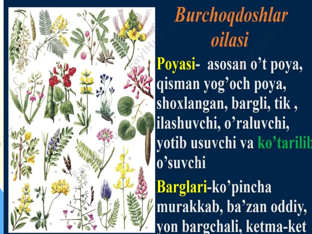 "burchoqdoshlar, ituzumdoshlar va tokdoshlar" - Page 3