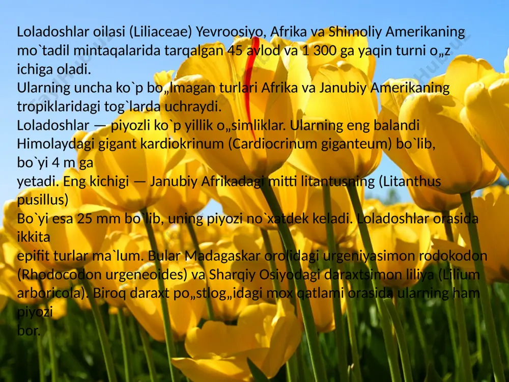 . bu yerda cardiocrinum va nomocharis kabi qadimiy turkumlar hamda lilium, notholirion va fritillaria turkumlarining qadimiy vakillari uchraydi. lolalar (tulipeae) bo`g`ini 2 turkumga bo`linadi. ularning piyozlari har yili yangilanadi va 1-2 ta yopiq asos tangachalaridan hosil boladi. lola (tulipa) turkumiga 100 ga chqin turlar kirsada, ayrim mualliflar ularni 140 turgacha yetkazadi. lolalar yevroosiyo va shimoliy afrikadagi cho`llarda, chala cho`llarda va adirlarda, kam hollarda o`rmonlarda uchraydi. bu yerlarda issiq va quruq yoz hamda yog`ingarchilik kam bo`ladigan bahor va kuz xos. ular tekisliklarda va tog`larning barcha qismlarida o`sadi, biroq kam hollarda muzliklarga yaqinida uchratish mumkin. lolalar turli tuproqlarda: zich lyossdan qumloqlargacha, neytraldan sho`rlangan, lekin nordon bo`lmagan tuproqlarda o`sadi. lolalarning piyozi tuproq tagida 45 sm va undan ortiq chuqurlikda joylashadi. ular 2-5 ta etli g`amlovchi tangachalardan iborat bo`lib, maxsus qoplovchi terisimon yoki pardasimon tangachalar bilan o`ralgan. qoplovchi tangachalarning ichki tomoni tuksiz, yotiq dag`al tukli yoki namatsimon tukli bo`ladi. hali biror marta gullamagan o`simliklarda …