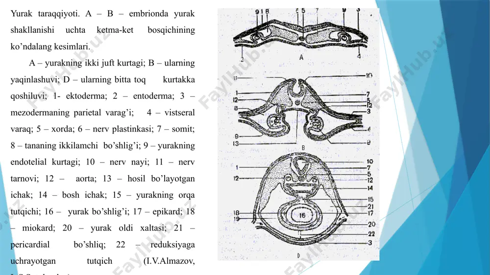 va qisqarish tezligini oshiradi. yurak ishining gumoral boshqarilishi yurak ishining gumoral boshqarilishi gormonlar va boshqa biologik faol moddalar bilan bog‘liq. buyrakusti bezi gormoni adrenalin, kalsiy tuzlari yurakning qisqarishini kuchaytiradi va tezlashtiradi. buyrakusti bezining miya qismida ishlab chiqariladigan adrenalin gormoni, xuddi simpatik nervga o‘xshab, yurak ishini tezlashtiradi va arterial bosimni oshiradi. gipofiz bezining orqa bo‘lagidan chiqadigan vazopressin gormoni ham qon tomirlarini toraytirib, bosimni oshiradi. boshqa biologik faol moddalar va kalsiy tuzlari esa yurak ishiga teskari ta’sir ko‘rsatadi. qon aylanish sistemasi organlari ishining boshqarilishi nerv sistemasi va gumoral omillarning organlarga birgalikda ta’sir ko!rsatishi bilan bog‘liq. masalan, kishi jismoniy mehnat bilan shug‘ullanganida muskullar va paylardagi retseptorlardan keladigan nerv impulslari markaziy nerv sistemasiga kelib, yurak ishini boshqarib turadi. yurak ishining gumoral boshqarilishi yurakning o’tkazuvchi sistemasi. bu sistema o’tkazuvchi (atipik) yurak mushak hujayralari dan iborat bo’lib, ular impulslarni (qo’zg’alishni) vujudga keltiradi va uni qisqaruvchi (tipik) yurak mushak hujayralariga o’tkazadi. yurakning o’tkazuvchi sistemasi tarkibiga sinus-bo’lmacha yoki …