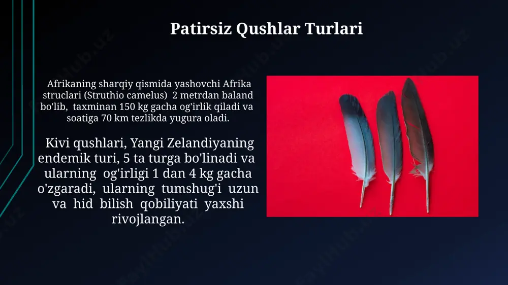 pteriliy va apteriliylar - Page 3