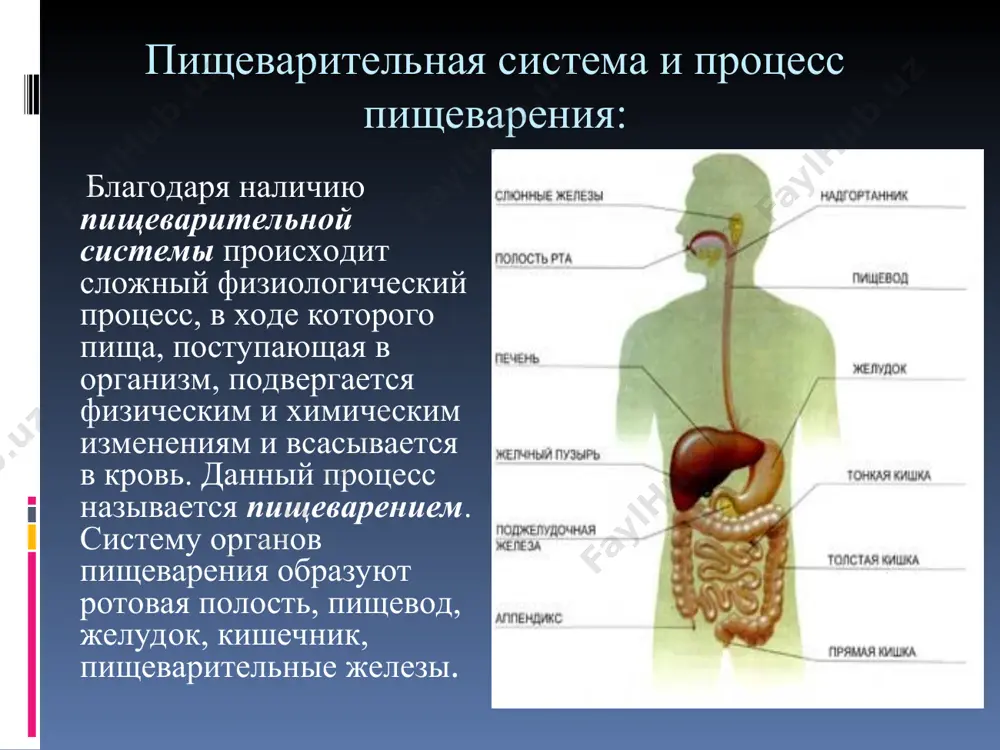 e jelezi, mikroskopicheskie jelezi jeludka i kishechnika, podjeludochnaya jeleza i pechen. pechen: pechen – samaya krupnaya jeleza chelovecheskogo organizma. ona raspolagaetsya sprava pod diafragmoy. v pecheni virabativaetsya jelch, kotoraya po protokam postupaet v jelchniy puzir, gde nakaplivaetsya i po mere nadobnosti postupaet v kishechnik. pechen zaderjivaet yadovitie veshestva i zashishaet organizm ot otravleniya. podjeludochnaya jeleza: podjeludochnaya jeleza naxoditsya mejdu jeludkom i dvenadtsatiperstnoy kishkoy. sok podjeludochnoy jelezi soderjit fermenti, rassheplyayushie belki, jiri i uglevodi. v sutki videlyaetsya 1–1,5 litra soka podjeludochnoy jelezi. pervaya pomosh pri otravlenii: v sluchae popadaniya v pishevaritelnuyu sistemu nesvejix produktov ili yadovitix veshestv (mishyaka, soedineniy medi, prirodnix yadov) nastupaet pishevoe otravlenie. ostrie otravleniya trebuyut primeneniya ekstrennix mer dlya bistrogo udaleniya yada eshyo do priezda vracha: promivanie jeludka, vizivanie rvoti