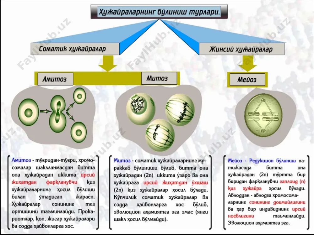 a bir xil genlarga ega. mitoz bo‘linish genetik materialning yangi hujayralarda bir xil taqsimlanishi bilan tavsiflanadi. mitoz natijasida hosil b o‘lgan i kkala yangi hujayra diploid to‘plamga ega bo‘ladi. mitoz bo‘linishsiz ko‘p hujayrali organizmlarning to‘qima va organlaridagi ko‘p sonli hujayralarning tuzilishi va funksiyasining doimiyligini, irsiy materialning bir xil bo‘lishini ta’minlashning iloji bo‘lmas edi. step 1 step 2 step 3 step 4
