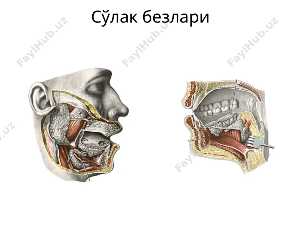 арга тегиб туради ва facies visceralis дейилади ва ички аъзоларнинг излари бор. иккала юзанинг оралиғида пастки қирраси margo inferior бор. жигарнинг бошқа қирраси юқори орқа қирраси, бошқача айтганда орқа юза ёки яланғоч майдонча, area nuda дейилади. жигарнинг икки бўлаги бор: ўнг бўлаги lobus hepatis dexter, чап бўлаги кичикроқ, lobus hepatis sinister дейилади. бу икки бўлак, диафрагмал юзада lig. falciforme hepatis, ўроқсимон бойлам билан бир-биридан ажралиб туради. ўроқсимон бойламнинг пастки четида жигарнинг юмшоқ бойлами lig. teres hepatis жойлашган бўлиб, бу бойлам киндикка тортилган (umbilicus). юмалоқ бойлам, lig. teres hepatis ҳомила ўсаётганда v. umbilicalis ҳисобланиб, бола туғилгандан сўнг бойламга айланади. жигарнинг юмалоқ бойлами жигарнинг пастки юзасига ўтиб, incisura ligamenti terestis да жойлашади. бу ёриқ чап бўйлама ёриқни олд қисмини ташкил қилиб, чап ва ўнг жигар бўлакларини ажратиб туради. бу ёриқнинг олд қисмини айтилгандек lig. teres hepatis эгалласа, орқа қисмини битишиб кетган ductus venosus нинг қолдиғи ligamentum venosum эгаллаб, fissura ligamenti venosi дейилади. …