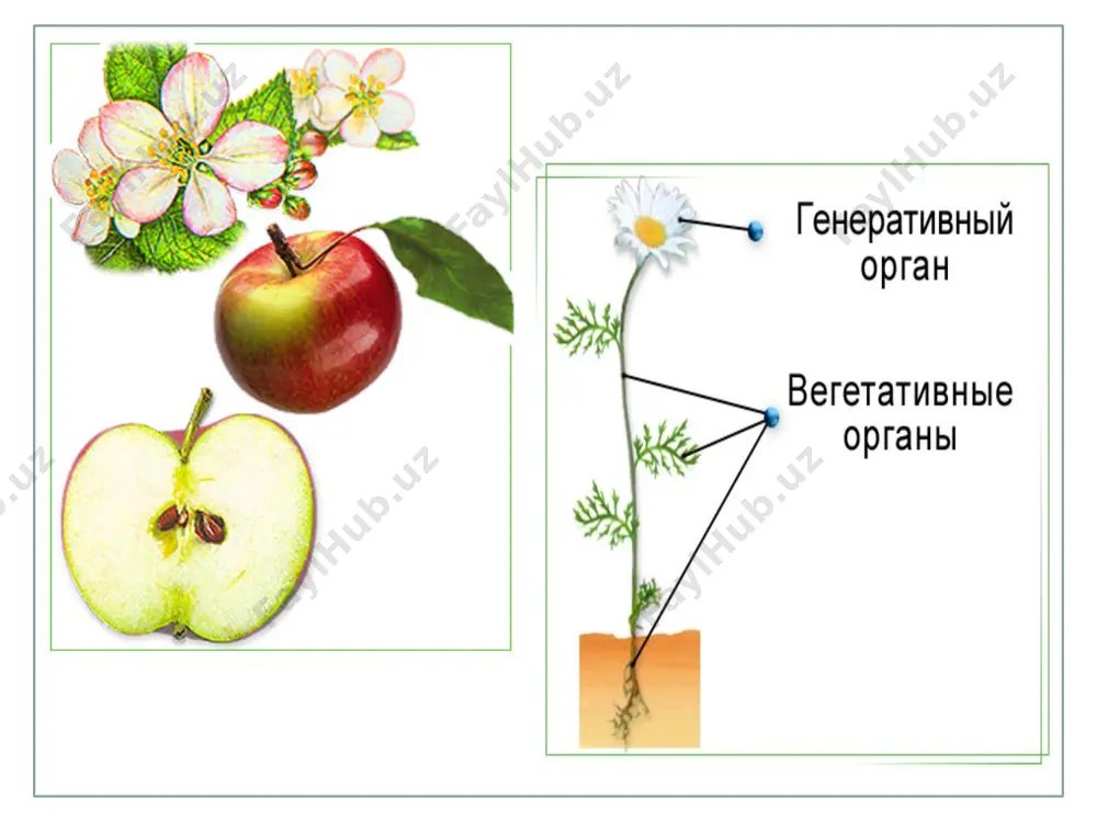 строение семян двудольных и однодольных растений - Page 5