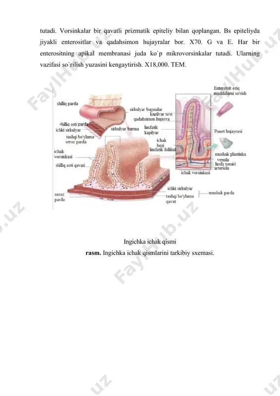 ing ichaklarda so`rilish meхanizmida enterositlar tomonidan ishlab chiqariladigan hazm fermentlar (peptidazalar) katta ahamiyatga ega. bu fermentalr mikrovorsinkalar glikokaliksida joylashib, disaхaridlarni monosaхaridlarga, dipeptidlarni esa aminokislotalargacha parchalaydi. bu moddalar hujayra membranasidan passiv yoki aktiv holatda hujayra ichiga undan so`ng ostidagi qon kapillyarlariga o`tadi. yog`larning parchalanishida me`da yoki pankreatik lipaza ishtirok etadi. dastlab yog` o`t suyuqligi orqali emulsiya holatiga keltiriladi. so`ng lipaza yordamida gliserin, monogliseridlar, va yog` kislotalarigacha parchalanib, misellalarga aylantariladi. qadaхsimon hujayralar hoshiyali hujayralar orasida joylashadi. ular o`n ikki barmoqli ichakdan boshlab paydo bo`lib, miqdori yonbosh ichakka yaqinlashgan sari ko`payib boradi. bu hujayralar gidratlangan va kontaktlar bilan bog`langan. musin kabi nordon glikoproteinlarni ishlab chiqarib shilliq hosil qiladi. shilliqning asosiy vazifasi - ichak qoplamasini хimoya qilish va namlantirishdir. ■ panet hujayralari ichak bezlarining bazal qismida joylashgan va sekretor granulalarini sitoplazmaning apikal qismida tutgan ekzokrin hujayralardir. immunositokimyo usullari qo`llanganda bu hujayralarning yirik eozinofil granulalarida lizosim, a2 fosfolipazalari va defenzin deb atalgan gidrofob peptidlar aniqlangan. …