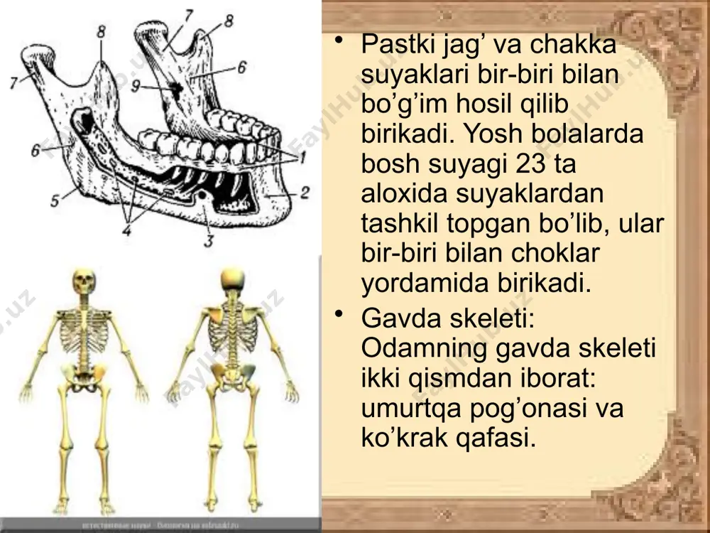 qo'l suyaklari - Page 5
