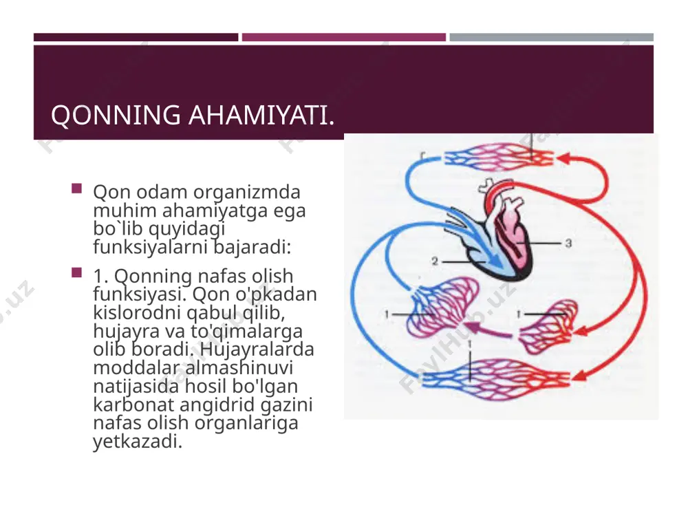 qon aylanishini yosh xususiyatlariva gigiyanasi - Page 5