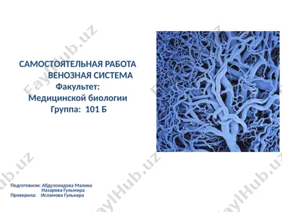 венозная система — PPTX