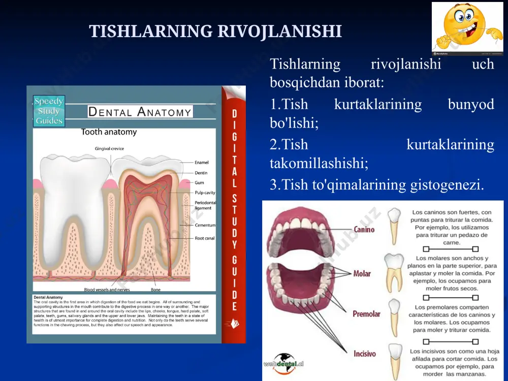 a h.k.) tishlarning nafaqat chiqish muddatlari, balki tartibi ham buzilishi mumkin. 4 тишлар- dentеs тишларнинг қуйидаги қисмлари бўлади: тож қисми - coronа dentis; 2) бўйин қисми - collum dentis; 3) илдиз қисми - radiх dentis. тишларнинг тож қисми альвеоляр ўсимталардан чиқиб турса, тишларнинг бўйин қисми милк билан ўралган бўлади, тишнинг илдиз қисми эса альвеоляр ўсимталар ичидаги чуқурчаларда жойлашади. тишларнинг бўйин қисми милклар билан ўралганида тиш тожининг милклардан чиқиб турган қисми клиник тож – corona clinica дейилади. қолган қисми эса клиник илдиз – radix clinicа дейилади. тишлар- dentеs таркиби тишнинг қаттиқ моддасини дентин - dentinum ташкил этади. тиш тожи соҳасида бу модда эмаль - enamelum билан қопланиб, тиш илдизи соҳасида эса цемент - cementum билан қопланган бўлади. тишларнинг тож қисмлари ёнма - ён жойлашиб тиш қаторларини ҳосил этади. доимий тишлар ҳар бир жағда 16 тадан бўлиб, ёйсимон шаклда терилган бўлади. юқори жағ тишларнинг равоғи – arcus dentalis maxillaris, пастки жағ тишларнинг …