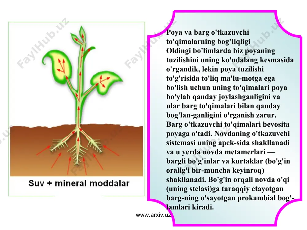 ldiqlari o'zak bilan chegaradosh joyda saqlanadi. aksincha, birlamchi floema taraqqiy etayotgan ikkilamchi floema tomonidan tashqariga — periferiyaga suriladi. birlamchi floema qoldiqlari ikkilamchi flo­ema chegarasining tashqi tomoni bo'ylab joylashadi. www.arxiv.uz www.arxiv.uz www.arxiv.uz www.arxiv.uz poyaning butun hayoti davomida bog'lamli tuzilish saqlanib qoladi. kambiyning hosil bo'lish vaqti va ishlash tezligi har xil. daraxtlarning va butalarning ko'p yillik uzoq vaqt yashaydigan poyalari taraqqiyotning 1—2- tipi bo'yicha amalga oshadi. uzoq vaqt yashamaydigan qisqa umrli o't poyalarda yo'g'onlashish o'ta chegaralangan bo'lib, tuzilishi bog'lamli bo'ladi. 1- va 2-tiplar evolutsiya nuqtayi nazaridan birmuncha pri-mitivdir, 3- va 4-tipdagilar esa progressiv hisoblanadi. taxminlarga ko'ra, o'tsimon poyalar daraxtsimon poyalardagi kambiy faol-ligining progressiv pasayishi natijasida hosil bo'lgan. markaziy silindrda ikkilamchi o'zgarishning har qanday tipida birlamchi ksilema markazga «suriladi» va uning qoldiqlari o'zak bilan chegaradosh joyda saqlanadi. aksincha, birlamchi floema taraqqiy etayotgan ikkilamchi floema tomonidan tashqariga — periferiyaga suriladi. birlamchi floema qoldiqlari ikkilamchi flo­ema chegarasining tashqi tomoni bo'ylab joylashadi. kelajakda ular parchalanib ketib, …