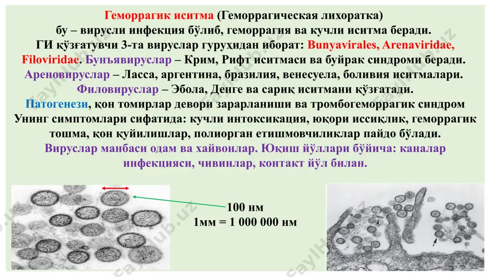 150˚ ўлади. инфекция манбаи: сигир, от, қўй, эчки, кийик, туя ҳисобланади патогенез: инфекциянинг асосий кириш йўли шикастланган тери ҳисобланади, кам ҳолларда нафас ва алиментар йўл билан киради. касаллик чақмоқдек тез, жуда ўткир бошланади. 1,5 мкм 1мм = 1000 мкм морфологияси: қўзғатувчи кирган жойида серозли-геморрагик, некротик карбункул ва регионар лимфаденит пайдо бўлади. биринчи даврида лимфа тугунлар катталашади, иккинчи даврида генерализацияланиб, сепсис формасига айланади. куйдиргининг тери, ўпка ва ичак формалари мавжуд. тери формаси: 98-99% ташкил қилади. тананинг очиқ жойларида карбункуллар пайдо бўлади. бош, бўйин, оғиз ва бурун зарарланса касаллик оғир кечади. одатда карбункул битта бўлади, баъзида 20-тагача етади. морфологик жиҳатдан (тугунча) папула , везикула, яра кўринишида намоён бўлади. дастлаб қизил-кўкиш доғ кейин папулага айланади. 12-24 соатдан кейин папула қонли суюқлик билан тўлган пуфакчага айланади. пуфакча ёрилиб, тўқ-жигар рангли яра пайдо бўлади, яра юзаси некроз натижасида қора рангли струп, яъни антрахс, ёки қасмоқ ёки қорақўтир айланади. ичак формасида ёнбош ичакнинг охирида катта геморрагик …