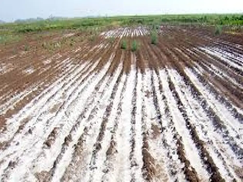 oqlarning sulfat-xlorli sho’rlanish viloyatiga xam asosan yarim sahro va qisman sahro bo’lgan rayonlar kiradi. turon, balxash, pasttekisliklari bo’lib, unga amudaryo hamda sirdaryoning vodiylari va deltalari vaxsh, murg’ob va tajang vodiylari kiradi. tuproqlarning xlor-sulfatli sho’rlanish viloyati turon pasttekisligi qozog’iston chala cho’llari, farg’ona vodiysi, zarafshon va amudaryoning etaklarini o’z ichiga oladi. bu tuproqlar tarkibida xlor tuzlariga qaraganda sulfat tuzlari ko’proq uchraydi. sho’rxoklarning yuza qismlaridagi tuz miqdori 5-8 foizdan oshmaydi. tuzlarning tarkibi sho’rlangan tuproqlarning morfologik belgilariga ham ta’sir ko’rsatadi. shuning uchun tipik sho’rxoklar morfologik belgilariga ko’ra qatqaloqli, mayin, qatqaloqli-mayin, ho’l va qora sho’rxoklarga bo’linadi. qatqaloqli sho’rxoklarning betida yupqagina tuz qavati (qatqaloq) hosil bo’ladi. bunga sabab tuzlar tarkibida asosan xlorli tuzlar (nacl) va biroz gipsning bo’lishidir. mayin sho’rxoklarning yuzasi tuzlar va tuproq zarrachalaridan iborat och tusli, quruq g’ovak va juda mayin bo’ladi, kishi oyog’i oson botadi va iz tushadi. bu xildagi sho’rxoklar tarkibida asosan sulfatlar (ayniqsa na2so4•10h2o) ko’p bo’ladi. qatqaloqli mayin sho’rxoklarning beti qatqaloq …