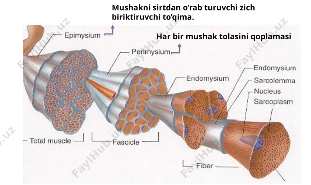 ng serbar fassiyasini taranglashtiruvchi muskuli noksimon muskul (m.piriformus) ichki yopqich muskul (m.obturatoris internus) ustki va ostki egizak muskullar (mm.gemellus superior et inferior) sonning to’rt burchakli muskuli (m.quadratus femores) tashqi yopqich muskul (m.obturatorius externus) yonbosh bel muskuli (m.iliopsoas) ikki boshli bo‘lib, katta boshcha xii ko‘krak va i-iv bel umurtqalaridan va umurtqalararo tog‘aylardan boshlanadi, ikkinchi yonbosh boshchasi esa yonbosh suyagining shu nomli chuqurchasidan boshlanadi. lkkala muskul boshchalari o‘zaro birlashib, chov boylamining ostidan o‘tib, son suyagining kichik koʼstiga yopishadi. funksiyasi: sonni bukadi va qisman tashqariga buradi. oyoq qimirlamay turganda gavdani bukishda qatnashadi. kichik bel muskuli (m.psosa minor) kichik bel muskuli (m. psoas minor) xii ko‘krak va i bel umurtqalari tanasi va umurtqa oraliq togʼaylardan boshlanib, fascia iliaca ga qo‘shilib ketadi. bu muskul 40 foiz odamlarda uchramaydi. funksiyasi: fassiyani taranglatadi va belni bukishda qatnashadi. chanoq (dumba) ning o’rta muskuli (m.gluteus medius) dumbaning o‘rta muskuli chanoqning katta muskuli ostida joylashgan boʼlib, yonbosh suyagining tashqi yuzasi …