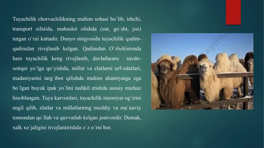i. tuya junini tolasi qo’yning dag’al junidan tarkibidagi quruq, o’lik qillardan va och ingichkaligidan farq qilmaydi. tuya juni mayin jun va yol junlariga bo’linadi. yol junlariga kokil, soqol, galif, chetki urkach, dum va bo’yin yoki junlariga bo’linadi. boshqa qismlari mayin junlarga kiradi. mayin junlar o’z ko’rinishiga ko’ra usch klassga bo’linadi. m.d.xdagi standart 5808-77 talablariga muvofiq jun sifatiga ko’ra i, ii, iii, klass i klassga kiradigan junlar tananing va o’rkachidagi junlar kiradi. ii klass junlariga tananing bo’yin qismi qorin ostidagi junlar kiradi. iii klassga ko’krak, chov, dum va oyoq junlari kiradi. tuya juning tarkibi va sifatiga turiga, zotiga yoshiga va fiziologik xolatiga bog’liq. qaysi tur, zot bo’lishidan qattiy nazar sut beradigan tuyalar, erkak tuyalarga nisbatan kam jun beradi. o’rtacha har xil yoshdagi tuyalardan qirqib olingan jun. (kg hisobida) bir o’rkachli tuyalarning jun maxsuldorligi 4yoshgacha yildan yilga ko’payib boradi 5 yoshga etganda 6.6-6.8 kg xisobida tenglashadi.ikki o’rkachli qalmiq, mug’il birinchi bug’in mug’il …
