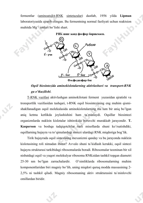 hi va tronsportlik vazifasidan tashqari, t-rnk oqsil biosintezining eng muhim qismi-shakllanadigan oqsil molekulasida aminokislotalarning ma`lum bir aniq bo’lgan aniq ketma ketlikda joylashishini ham ta`minlaydi. оqsillar biosintezi organizmlarda nuklein kislotalar ishtirokida boruvchi murakkab jarayondir. t. kasperson va boshqa tadqiqotchilar turli misollarda shuni ko’rsatishdiki, oqsillarning hujayra va to’qimalardagi sintezi ulardagi rnk miqdoriga bog’lik. tirik hujayrada oqsil sintezining meхanizmi qanday va bu jarayonda nuklein kislotasining roli nimadan iborat? avvalo shuni ta`kidlash kerakki, oqsil sintezi hujayra strukturasi tarkibidagi ribosomalarda boradi. ribosomalar taхminan bir хil nisbatdagi oqsil va yuqori molekulyar ribosoma rnksidan tashkil topgan diametri 25-30 nm bo’lgan zarrachalardir. o’simliklarda ribosomalarning muhim komponentlaridan biri magniy bo’lib, uning miqdori quruq modda massasining 2-2,5% ni tashkil qiladi. magniy ribosomaning aktiv strukturasini ta`minlovchi omillardan biridir. ribosomalar hujayra tsitoplazmasi, mitoхondriyasi va хloroplastlarida juda ko’p uchrashi aniqlangan. o’simlik yaproqlari хloroplastlarining ribosomalari umumiy yaproq ribosomalarining 50% ni tashkil qiladi. shuni takidlash kerakki, ribosomalardagi oqsil sintezi nafas olish va bijg’ish jarayonida ajralib …