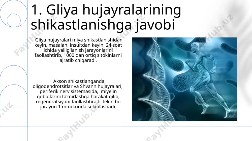 ия ҳужайралари, хусусан астроцитлар, синаптик ёриқдаги глутамат концентрациясини 1 миллисекунд ичида 50% гача камайтириб, синаптик ўтказувчанликни тартибга солади, бу эса нейронларнинг ортиқча қўзғалувчанлигини олдини олади. 9. ependimal hujayralar va serebrospinal suyuqlikning hosil bo'lishi ependimotsitlar, miya qorinchalarining ichki yuzasini qoplaydigan, taxminan 10-100 mikrometr balandlikdagi ustunsimon hujayralar bo'lib, serebrospinal suyuqlikning (sss) hosil bo'lishida muhim rol o'ynaydi. ependimotsitlarning siliya deb ataluvchi mayda tukchalarining harakati, serebrospinal suyuqlikning miya bo'ylab aylanishini ta'minlab, uning tarkibi va bosimini regulyatsiya qilishga yordam beradi. 10. oligodendrotsitlar va miyelin qinining hosil bo'lishi oligodendrotsitlar, markaziy nerv sistemasida, bitta hujayra 50 ga yaqin aksonni miyelin qin bilan o'rab oladi, bu esa impuls uzatish tezligini sezilarli darajada oshiradi. oligodendrotsitlarning shikastlanishi, masalan, skleroz kabi kasalliklarda, miyelin qinining degeneratsiyasiga va impuls uzatilishining buzilishiga olib keladi, bu esa nevrologik simptomlarni keltirib chiqaradi. 11.gliya hujayralari va miya-qon to'sig'i oligodendrotsitlar miyada 1000 ga yaqin aksonni miyelin qatlami bilan o'rab oladi, bu esa miya-qon to'sig'ining samaradorligini oshirishga yordam beradi …