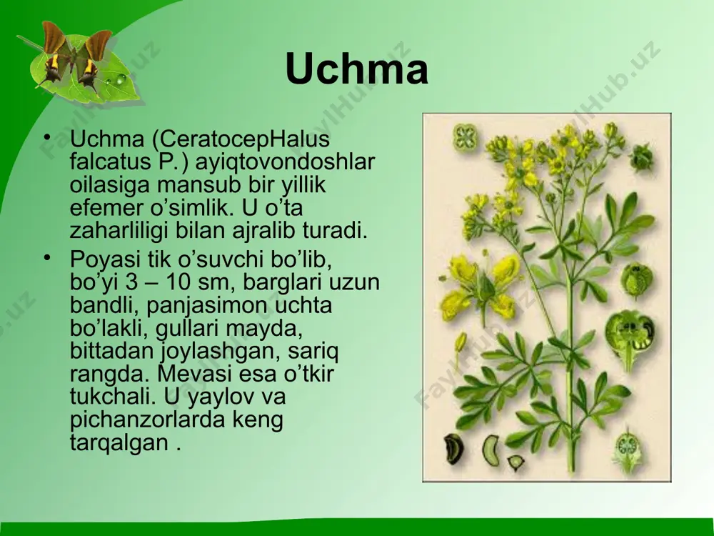 simlik. o’simlik birinchi yili faqat ildizoldi to’pbarglar hosil qiladi. ildizoldi barglari bandli, cho’ziq- -tuxumsimon, chuqur patsimon bo’lakli bo’ladi. ikkinchi yili poya o’sib chiqadi. poyasi shoxlangan, bo’yi 50-150 sm ga etadi. poyadagi barglari ildizoldi barglariga nisbatan yumaloqroq va maydaroq, umumiy ko’rinishi tuxumsimon, poyaning pastki qismidagi­lari 5-7 bo’lakli, o’rta qismidagilari 3 bo’lakli, yuqori qismidagilari esa 1-2 ta yirik tishsimon qirrali bo’lib, poyada bandsiz ketma-ket o’rnashgan. dictamnus yetmak (aconthophyllum gypsophiloides) chinniguldoshlar oilasiga kiruvchi bo`yi 50-80 sm keladigan chala buta shaklidagi ko`p yillik o`t. poyasi tik va yon shoxlar hasil qiladi. ildizi jadayam zich. payaari oqish va to`q qizil tusda.