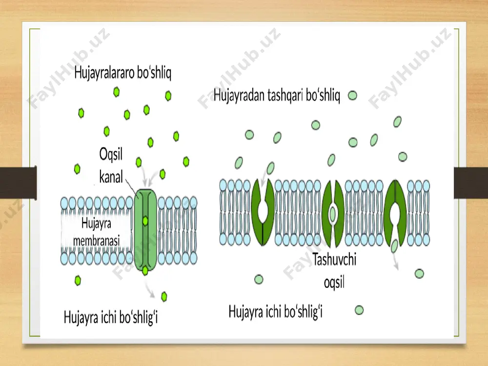 oqsıllarga ıngıbıtor va faollantıruvchı moddalar ta’sıri - Page 4