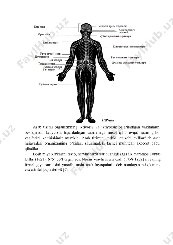 bilish, hid bilish va sezishni nazorat qiladi.[1] periferik asab tizimi – nervlar va nerv tugunlaridan iborat. periferik nervlar majmuasi yurak, o‘pka, ovqat hazm qilish tizimi va boshqa ichki organlar, tomirlar va to‘qimalarni ta’minlaydi, bularning barchasi vegetativ asab tizimini tashkil etadi. uning faoliyati inson iroda kuchiga bog‘liq bo‘lmaydi. (3.1 rasm) asab tizimi organizmning ixtiyoriy va ixtiyorsiz bajariladigan vazifalarini boshqaradi. ixtiyorsiz bajariladigan vazifalarga misol qilib ovqat hazm qilish vazifasini keltirishimiz mumkin. asab tizimini tashkil etuvchi milliardlab asab hujayralari organizmning o‘zidan, shuningdek, tashqi muhitdan axborot qabul qiladilar. bosh miya xaritasini tuzib, nervlar vazifalarini aniqlashga ilk marotaba tomas uillis (1621-1675) qo‘l urgan edi. nemis vrachi frans gall (1758-1828) miyaning frenologiya xaritasini yaratib, unda «ruh layoqatlari» deb nomlagan psixikaning xossalarini joylashtirdi.[2] bosh va orqa miya – ikki hayotiy muhim organlar – miya qutisi va umurtqa pog‘onasi suyaklari bilan o‘ralgan va himoya qilinadi. miyaning asosiy tarkibiy qismlari bo‘lib katta miya (ikki yarim sharlar), miyacha, orqa miya …