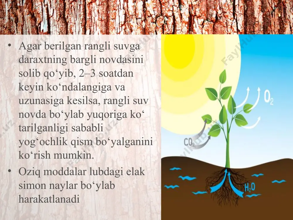 poyada oziq moddalarning harakatlanishi. 5 - sinf - Page 3