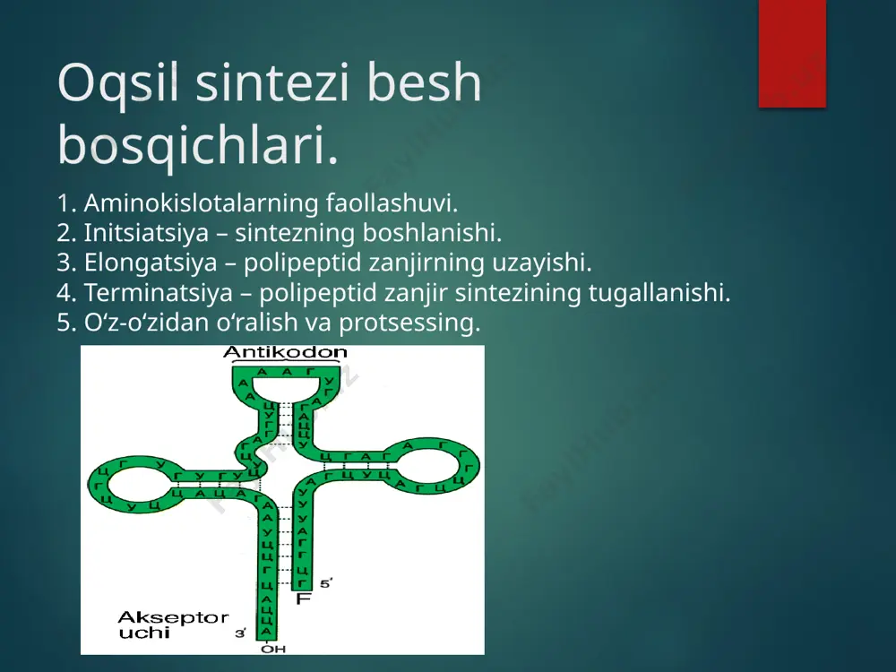 rnk – sintetazani molekulasida 3ta bog‘lovchi markazi bor: aminokislotalar, trnk va atf uchun; fermentlar ular faolligini ingibirlovchi o‘xshash aminokislotalarga juda sezgir. ba’zi fermentlar bitta polipeptid zanjirdan, boshqalari – 2 yoki 4 gomogen yoki geterogen subbirlikdan iborat aminoatsil-trnk-sintetaza aktiv markazida gistidin saqlaydi, uni imidazol halqasi mg+2ionlari orqali atfni bog‘lanishida ishtirok etadi. fermentlar o‘ziga xos trnklar bilan bog‘lanish xususiyatiga ega. vaholanki, ferment qanday qilib o‘zini trnk bilan bog‘lanish mexanizmi haligacha noaniq. ayni vaqtda bu fermentlar past molyar faollik bilan farqlanadilar barcha transport aminokislotalar uchun bir xil bo‘lgan oxirgi ssa tripletini amfdagi 31 – oh gidroksil guruhi bilan birikadi. izotop usul yordamida oqsil sintezini n – oxirdan boshlanib, c – oxir bilan tamom bo‘lishi aniqlangan, ya’ni jarayon nh2 ! cooh yo‘nalishda boradi. ular trnkva aminokislatanini taniydi va quydagicha birikadi ikkinchi bosqichda initsiatsiyalovchi kodon gtf bilan bog‘langan if-2 va n-formilmetionin-trnkf met bilan birikadi. n–formilmetionintrnk birinchi aminoatsil-trnk bo‘lib, n-oxir aminokislota bog‘lanishini belgilaydi. if-1ning vazifasi ma’lum …
