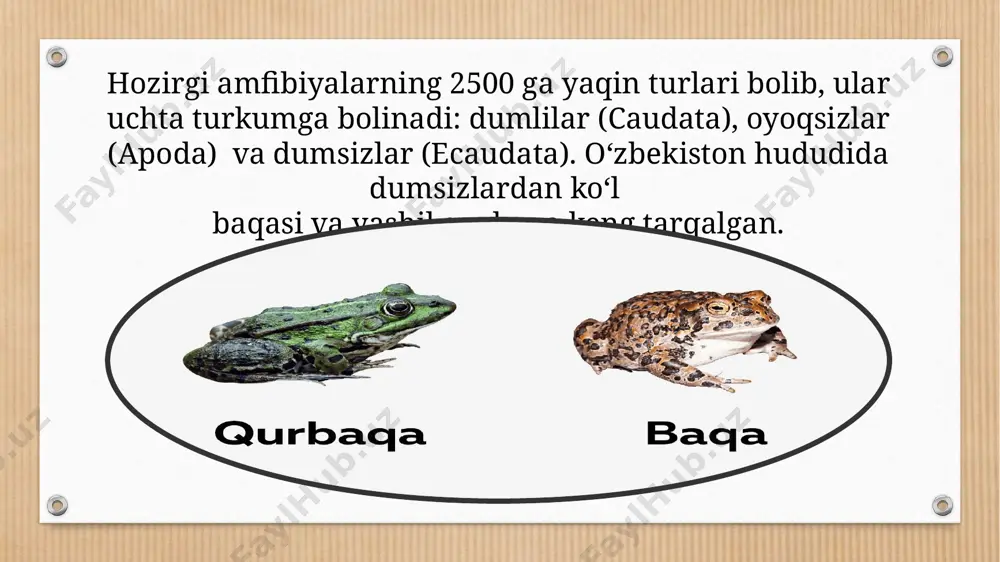 y qismi suvda o’tadi, qurbaqaniki esa faqat ko’payish davrida suvga tushadi. shuning uchun ham qurbaqaning terisi dag`alroq va o’pkasi yahshi rivojlangan. qurbaqaning orqa oyoqlari ko`l baqasinikiga nisbatan kuchsiz rivojlangan. yashash sharoiti. suvda va quruqlikda yashovchilar sovuq qonli(poykilotyerm) hayvonlar bolib, bularning gavda temperaturasi tashqi muhit temperaturasiga bogliq boladi. amfibiyalar namlik bilan temperaturaga kop jihatdan bog`liq bolganligi uchun sahrolarda va qutb tomonlarda deyarli uchramaydi. yana bularning tana harorati atrofdagi muhitning namligiga ham bogliq bo`ladi. tempyeratura +7+8° s bo’lganda ko’p turlari karaxt bo’lib qoladi, -2° s da esa nobud boladi. suvning harorati past bo’lsa, tuxumi va lichinkasi rivojlanmaydi. amfibiyalar shor suvda va juda sho’r tuproqda hayot kechira olmaydi. suvda hamda quruqlikda yashovchilarning ahamiyati. o’t baqasi ortacha bir sutkada 6 ta zararli umurtqasizlarni yeydi. agar 1 ga maydonda 100 ta baqa yashasa, yez faslida 100 ming zararkunandani yoq qiladi. baqalarning biologiya va tibbiyot sohasida ilmiy-tadqiqot ishlarini olib borishda laboratoriya hayvonlari sifatida ahamiyati nihoyatda kattadir. …