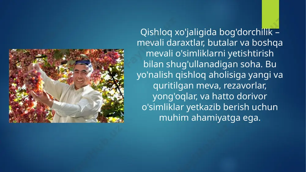ari eksporti o‘zbekiston iqtisodiyotiga sezilarli daromad keltiradi. ayniqsa, anor, gilos, uzum, o‘rik kabi mevalar rossiya, xitoy, qozog‘iston, va bir qator yevropa davlatlariga eksport qilinadi. eksport hajmini oshirish uchun meva-sabzavotlarni qayta ishlash va saqlash uchun sovutish omborlari, qadoqlash texnologiyalari kabi infratuzilma rivojlantirilmoqda. bog‘dorchilikning ijtimoiy ahamiyati bog‘dorchilik o‘zbekistonda minglab odamlarni ish bilan ta’minlaydi va qishloq aholisining daromadini oshirishga yordam beradi. ko‘plab kichik fermerlar uchun bu asosiy daromad manbai hisoblanadi. yaqin kelajakda bog‘dorchilikni rivojlantirish va mahsulotlarning raqobatbardoshligini oshirish maqsadida qator yangi loyihalar amalga oshirilishi kutilmoqda. bu esa nafaqat ichki bozorni ta’minlash, balki o‘zbekistonni meva yetishtiruvchi mamlakat sifatida xalqaro maydonda tanitishga ham xizmat qiladi. bogʻdorchilik, mevachilik — 1) qishloq xoʻjaligi ning meva, uzum va rezavor mevalarni yetishtiradigan muhim sohasi. aholining meva va meva mahsulotlariga, sanoatning meva xom ashyosiga boʻlgan ehtiyojlarini qondirishga xizmat qiladi. sof b. (olma, nok, oʻrik, gilos va boshqa yetishtirish) va koʻchatchilik (koʻchatzorlarda mevali daraxtlar koʻchatlari yetishtirish) tarmoqlariga boʻlinadi. jahon bogʻdorchiligida 200 …