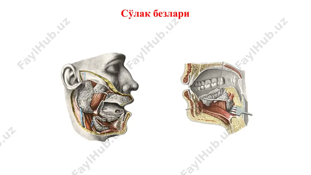 ҳиқилдоқдаги қалқонсимон тоғайга тегиб тургани учун ўз номини олган. қалқонсимон без икки ён бўлаклардан, lobi dexter et sinister дан ва қисилмаси isthmus дан иборат. қалқонсиомн безнинг қисилмаси isthmus кўндаланг жойлашиб, безнинг чап ва ўнг бўлакларини ўзаро туташтириб туради. ундан юқорига қараб ингичка ўсимта, lobus pyramidalis ўсиб чиқади. қалқонсимон безнинг ён бўлаклари қалқонсимон тоғайнинг ён юзасига киради. пастдан эса кекирдакнинг бешинчи-олтинчи тоғайларигача боради. безнинг қисилмаси эса орқа юзаси билан иккинчи ва учинчи тоғайлари тегиб туради. юқори кисми билан узуксимон тоғайга тегиб туради. безнинг бўлаклари эса ўзларининг орқа юзалари билан ҳалқум ва қизилўнгач тегиб туради. қалқонсимон без қалқонсимон безнинг ташқи юзаси бўртиқ, ички юзаси эса ботиқ. қалқонсимон безнинг олд томонида тери, тери ости ёғ клетчаткаси, бўйин фасциялари, (қайсики безга ташқи капсула capsula fibrosa ни беради) ва мускуллар: mm. sternohyoideus, sternothyroideus et omohyoideus лар қаватма қават ҳолда турадилар. қалқонсимон без капсуласи без тўқимасига ўз ўсимталарини беради. бу ўсимталар безни бўлакчаларга бўлади. қалқонсимон безнинг …