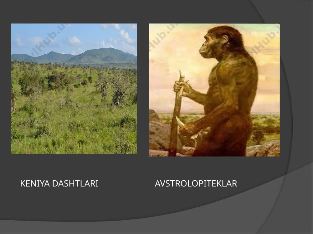 dastlab (2001) suyaklar ardipithecus ramidus kadabbaning yangi kenja turi sifatida tavsiflangan (afarda kadabba - "jans asoschisi" degan ma'noni anglatadi), keyinchalik yangi topilmalar tasvirlangan, ular asosida ushbu shaklga maqom berilgan. mustaqil tur. avstralopitek chaqaloqining bosh suyagi birinchi marta 1924 yilda janubiy afrikada topilgan. bu kashfiyot 1922 yilda yoxannesburgga kelgan, "maymun va odam o'rtasidagi yo'qolgan aloqani" topish g'oyasi bilan band bo'lgan raymond dartga tegishli. o'z g'oyasi bilan u o'quvchilarni o'ziga jalb qila oldi, ular unga portlash paytida topilgan hayvonlarning suyaklarini yuborishni boshladilar. xususan, professor kalaxari cho‘li sharqidagi taung karerida topilgan topilmalar bilan qiziqdi. avstralopitek lyusi skeleti erta avstralopitek, shuningdek, efiopiya afar cho'lidagi birinchi topilma joyidan keyin afar australopithecus (australopithecus afarensis) deb ataladi. 1974 yil, 30 noyabr - efiopiya poytaxti addis-abebadan bir yarim yuz kilometr uzoqlikda joylashgan hadar qishlog'i yaqinida donald yoxanson ekspeditsiyasi skelet topdi. dastavval arxeologlar jarlikdan mayda suyakni, so'ngra gumansimon mavjudotga tegishli bo'lgan oksipital suyakning bo'lagini topdilar. arxeologlar katta ehtiyotkorlik bilan …