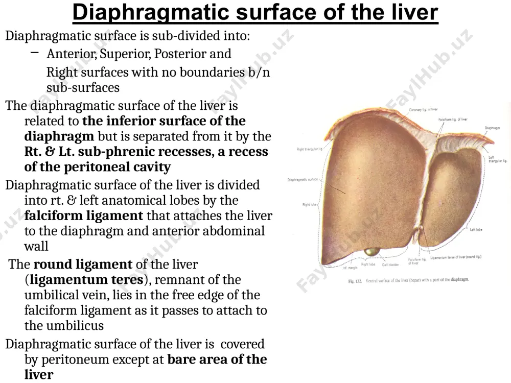 l ligament (b/n liver & duodenum) the hepatogastric lig.: passes b/n the groove for ligamentum venosum and the lesser curvature of the stomach the hepatoduodenal lig.: passes b/n porta hepatis & 1st part of duodenum it forms the free anterior border of the lesser omentum it encloses the portal triad (proper hepatic a, pv & bile duct), ln, lymph vessels hepatic plexus of nerves stability of the liver liver is held in position by: portal vein (attaches liver to splenic v & smv) hepatic veins (attach liver to the ivc) left and right triangular ligaments (attach liver to diaphragm) ligamentum teres (attaches liver to umbilicus) the stomach & hepatic flexure (provide support inferiorly) falciform ligament (attaches liver to under-surface of diaphragm and anterior abdominal wall) vessels of the liver two sources of blood reach the liver: portal vein delivers ~ 70% of the total blood delivered to the liver (~ …
