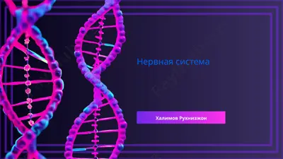 нервная система — PPTX
