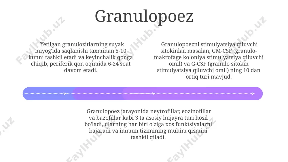 iga differentsiatsiyalanish qobiliyatiga ega boʻlib, taxminan 1:10⁶ nisbatda uchraydi. gematopoez jarayonining normal kechishi uchun sitokinlar, oʻsish omillari va boshqa regulyator molekulalar kabi 20 dan ortiq turdagi neurohumoral signal molekulalari muhim rol oʻynaydi. qon yaratuvchi tizimda kamida 10 ta turdagi qon hujayralari, shu jumladan eritrotsitlar, leykotsitlar va trombotsitlar hosil boʻladi, ularning barchasi bir nechta hematopoetik poyasi hujayralaridan kelib chiqadi. qonning poyachali hujayrasi add text add text add text add text add text add text qonning poyachali hujayrasi oʻz-oʻzini yangilash qobiliyatiga ega boʻlib, 10¹² ga yaqin qon hujayralarini hosil qilish uchun 2-5 marta boʻlinishi mumkin. ushbu hujayra cd34 va cd133 kabi sirt markerlari bilan aniqlanadi, va kemik ko'mig'ida juda kam miqdorda, taxminan 0.01% ni tashkil etadi. qon poyachali hujayrasi eritropoetin, trombopoetin kabi sitokinlar va o'sish omillarining ta'siriga juda sezgir bo'lib, ularning ta'sirida turli qon hujayralari liniyalariga differensiatsiyalanadi. eritropoez 01 02 03 eritropoez jarayoni asosan buyraklar tomonidan ishlab chiqariladigan eritropoetin gormoni tomonidan tartibga …
