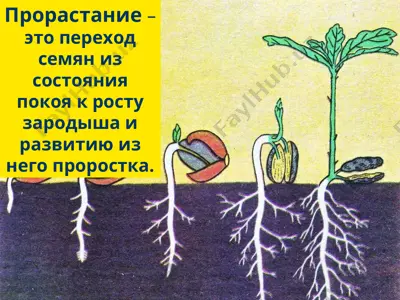 прорастание семян — PPT