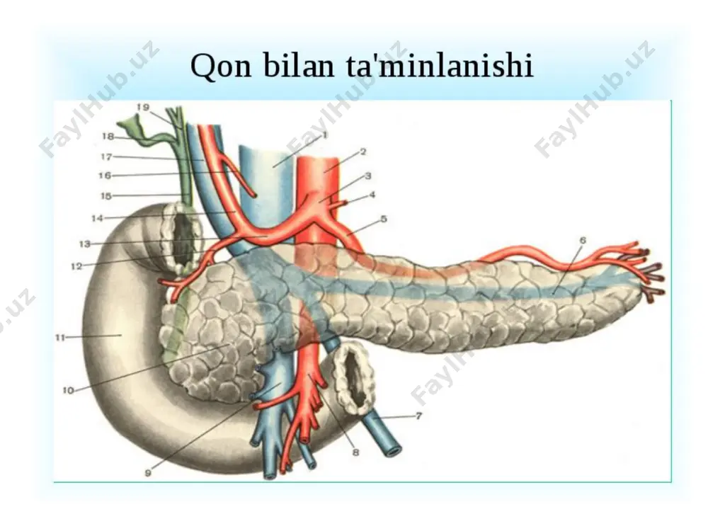 ostida teri orqali xoletsistostomiya o‘tqazish, biroq eng muximi - qorin bo‘shlig‘ini suyuqlik aspiratsiyasi uchun drenajlash (ferment toksemiyani kamaytirish), qorin bo‘shlig‘ini antibiotiklar va proteaza ingibitorlari bilan yuvish mumkin. me'da osti bezi rezeksiyasi - organning bir qismini bezning o‘zgarmagan to‘qimalari chegarasida ko‘ndalangiga kesib olib tashlash splenektomiya bilan o‘tishi yoki o‘tmasligi mumkin. ko‘pincha me'da osti bezining korporokaudal rezeksiyasi taloqni olib tashlash bilan birga bajariladi, chunki odatda qorin pardasi ortidagi infiltratsiya bilan o‘tadigan pankreonekrozda taloq venasi trombozi bo‘ladi. bundan tashqari, taloqni saqlab qolish uning tomirli oyog‘ini bez to‘qimasidan ajratish qiyinligidan operatsiya­ni mushkullashtiradi. foydalanilgan adabiyotlar: 1. www.ziyonet.com 2. www.arxiv.com 3. xirurgik kasaliklar. sh.i.karimov, toshkent, 2005 4. metodicheskoe posobie po gospitalnoy xirurgii. nazыrov f.g. s soav.tashkent 2004g. 5. abdominalnaya xirurgiya – grigoryan r.a. v 2-x tomax.2006g image1.jpeg image2.jpeg image3.jpeg image4.jpeg image5.jpeg image6.jpeg image7.jpeg image8.jpeg image9.jpeg image10.jpeg image11.jpeg image12.jpeg image13.jpeg image14.jpeg image15.jpeg image16.jpeg image17.jpeg image18.jpeg image19.jpeg image20.jpeg image21.jpeg image22.jpeg image23.jpeg image24.jpeg image25.jpeg image26.jpeg image27.jpeg image28.jpeg image29.jpeg