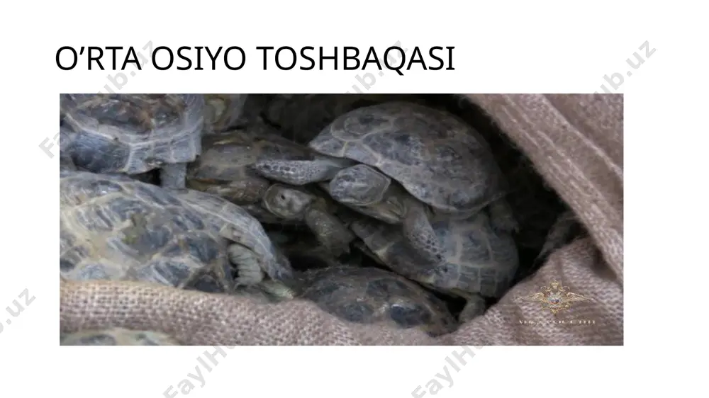 toshbaqalar va timsohlar turkumlari - Page 4