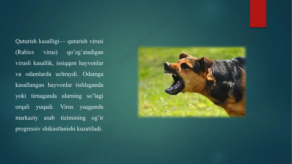 irus yuqganidan keyin, insonga kasallanishni oldini olish uchun bir qator inyeksiyalar qilinadi. virus bilan kurashish uchun quturishga qarshiimmunoglobulin beriladi. u quturishga qarshi antitanalarni darhol ishlab chiqilishiga imkon beradi va virusning kirib borishini oldini oladi. shundan so’ng quturishga qarshi emlashni olish bu kasallikning oldini olishning kalitidir. vaktsinalar 14 kun davomida beshta inyeksiya ketma-ketligida beriladi. hayvonlarni nazorat qilish xizmati kishini tishlagan hayvonni tekshirish uchun uni izlab topishga harakat qiladi. hayvon quturmagan bo’lsa, kishi inektsiyalar olmasligi mumkin. biroq, hayvon topilmasa, eng xavfsiz harakat chorasi — bu davolash usullarini qo’llashdir. image6.png image7.png image8.png image9.png image10.png image11.png image12.png image13.png image2.png image3.png image4.png image5.png