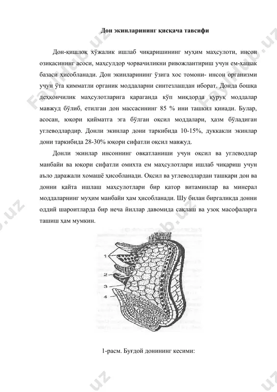 ҳамиятга эга. буғдойда глиадин ва глутенин деб номланувчи оқсиллар мавжуд. бу оқсиллар сувда бўкиб, ўз массасига нисбатан 200-300% кўп сувни ютади ва клейковина деб аталувчи боғланган эластик массани ҳосил қилади. клейковинанинг қайишқоқ-еластик хоссалари буғдой унидан юқори сифатли нон ва макарон маҳсулотлари тайёрлаш имконини беради. 2-расм. буғдой дони. а-юмшоқ; б-қаттиқ юмшоқ буғдойнинг навлари турли шаффофлик ва новвойлик хоссала-рига эга бўлади. бу белгиларига кўра буғдой дони кучли, ўртача кучли ва кучсиз навларга бўлинади. кучли буғдой навларининг шаффофлиги, одатда, 60% дан юқори, ҳўл клейковинасининг миқдори эса 28% дан кам бўлмайди. кучсиз навларда оқсилнинг миқдори 9-12%, ҳўл клейковинасининг миқдори эса 20% дан кўп эмас. уларнинг шаффофлиги 40% гача бўлиши мумкин. кучсиз буғдой навларининг клейковинаси ноеластик, ҳаддан ортиқ чўзилувчанликка эга. буғдойнинг кучли навлари ун тортишда кучсиз навларни яхшилаш учун ишлатилади. ўртача кучли буғдой навлари (шаффофлиги 40-60%) технологик хоссаларига кўра яхшиловчилар қўшмасдан новвойлик унлари тортиш учун яроқли ҳисобланади. жавдар дони (2-расм) ташқи белгилари билан буғдойдан фарқ …