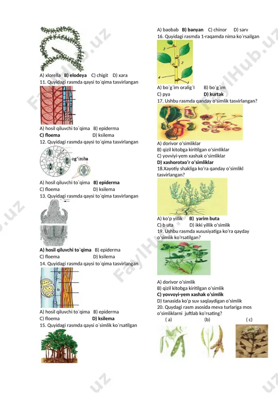 baobab b) banyan c) chinor d) sarv 16. quyidagi rasmda 1-raqamda nima ko`rsailgan a) bo`g`im oralig`i b) bo`g`im c) pya d) kurtak 17. ushbu rasmda qanday o’simlik tasvirlangan? a) dorivor o’simliklar b) qizil kitobga kiritilgan o’simliklar c) yovviyi-yem xashak o’simliklar d) xashorotxo’r o’simliklar 18.xayotiy shakliga ko’ra qanday o’simlikl tasvirlangan? a) ko’p yillik b) yarim buta c) b uta d) ikki yillik o’simlik 19. ushbu rasmda xususiyatiga ko’ra qayday o’simlik ko’rsatilgan? a) dorivor o’simlik b) qizil kitobga kiritilgan o’simlik c) yovvoyi-yem xashak o’simlik d) tanasida ko’p suv saqlaydigan o’simlik 20. quydagi rasm asosida meva turlariga mos o’simliklarni juftlab ko’rsating? ( a) (b) ( c) 1.mosh 2.turp 3.jag’ jag’ 4.boychechak 5.loviya 6.no’xat 7.lola 8.rediska 9.mingdevona a) a-6,5,1 b-8 c-2 b) a-2,8 b-1,5,6 c-3 c) a-1,5,6 b-2,8 c-3 d) a-2,8 b-4,6,9 c-3 21. rasm asosida barglarning tomirlanishini juftlab ko’rsating? a-patsimon,b-parallel,c-yoysimon d-panjasimon a) 1-b, 2-c, 3-a, 4-d b) 1-a, 2-c, 3-a, 4-d b) 1-b, …