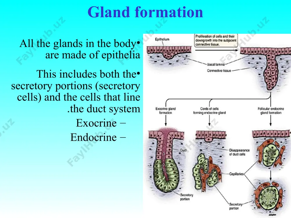 fluids growth sex-related differences in body shape and sexual functions behavior, temperament, and emotions. types of hormones peptide hormones proteins, glycoproteins, or short peptides bind to specific receptors on the target cell surface often stimulate production of intracellular second messengers, such as cyclic amp in the target cells types of hormones steroid hormones lipid soluble hormones can easily cross the target cell’s plasma membranes and thus directly affect cell function. bind to specific receptors found in the nucleus the hormone-receptor complex binds to acceptor proteins in the dna molecule leading to the ultimate production of the desired proteins. cellular morphology of endocrine cells varies depending on the chemical nature of the secretory product secreted by the cells. 1. protein and glycoprotein secreting cells contain extensive rer, have well-developed. golgi bodies, and frequently accumulate acidophilic secretory granules in their peripheral cytoplasm. 2. steroid secreting cells contain extensive ser, contain numerous mitochondria …